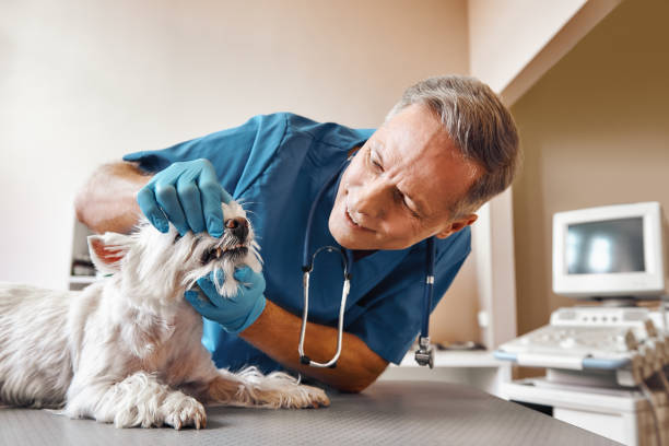 Best Pediatric Emergency Dentist in Harwich Center, MA